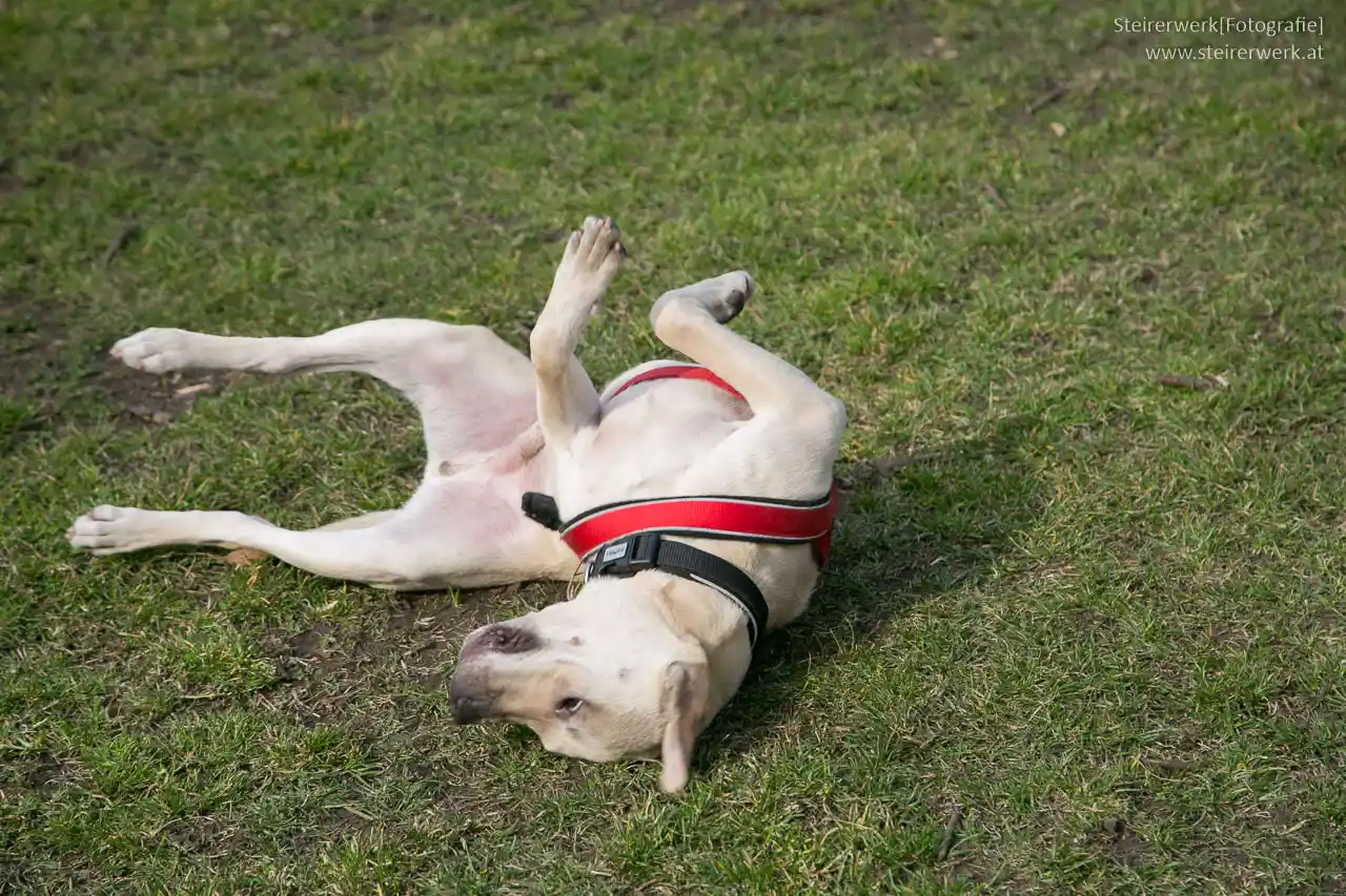 Mein Hund tut ja nix