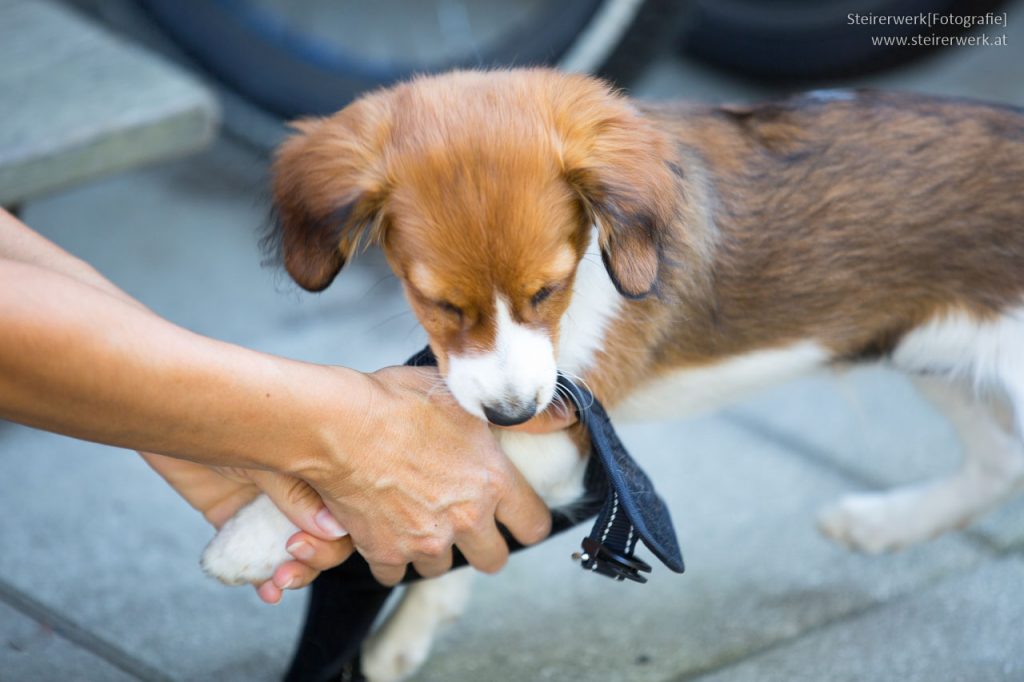 Hund aufnehmen